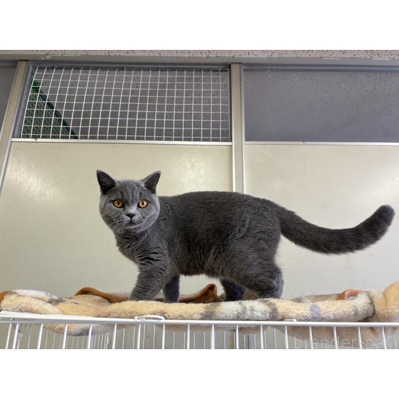 販売中の千葉県のブリティッシュショートヘア-129357の2枚目