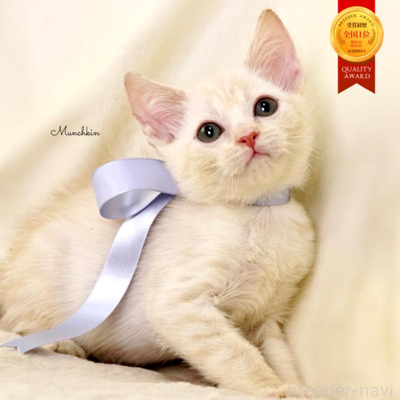 販売中の栃木県のマンチカン-132975