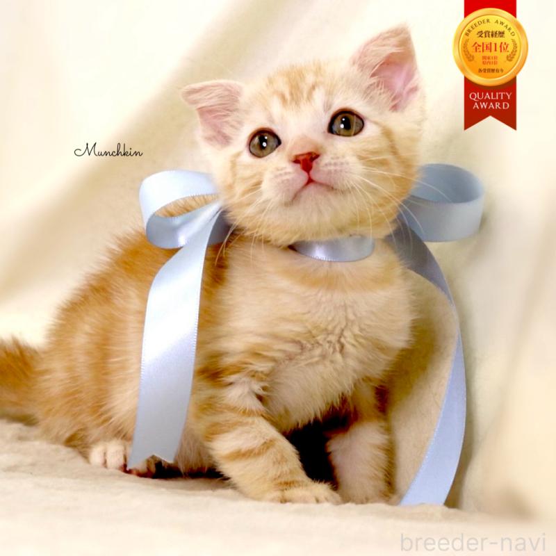 販売中の栃木県のマンチカン-133765