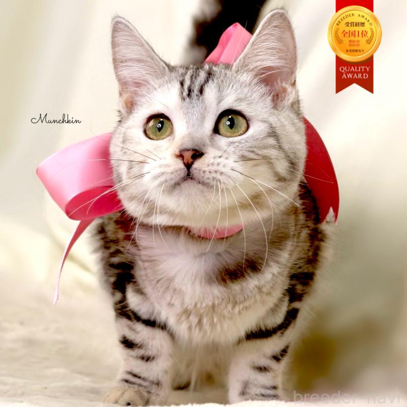 販売中の栃木県のマンチカン-134217の1枚目