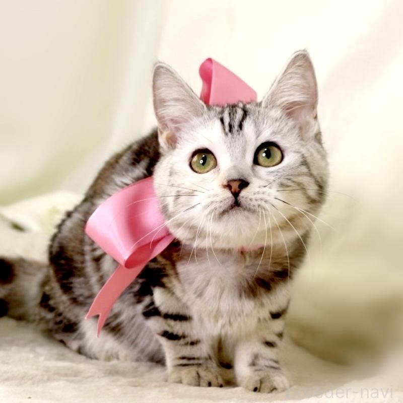 販売中の栃木県のマンチカン-134217の10枚目