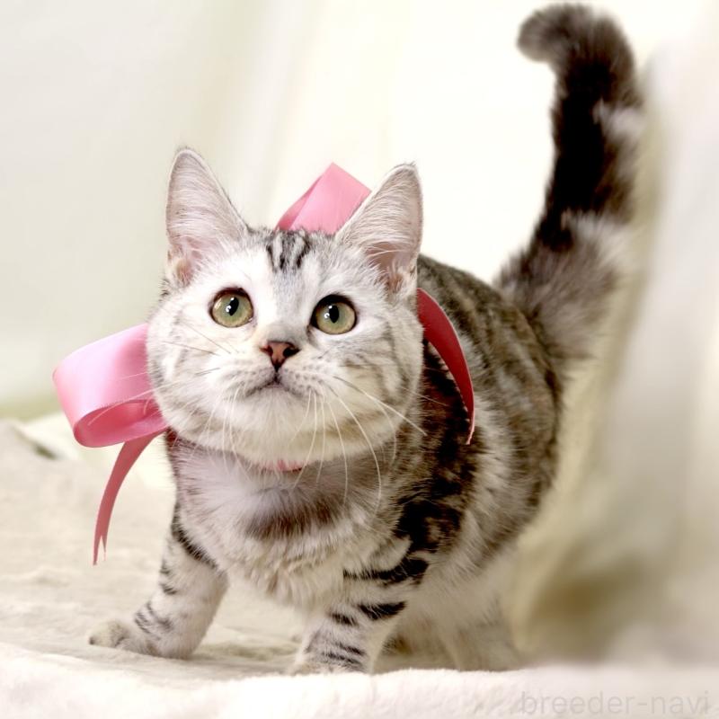 販売中の栃木県のマンチカン-134217の9枚目