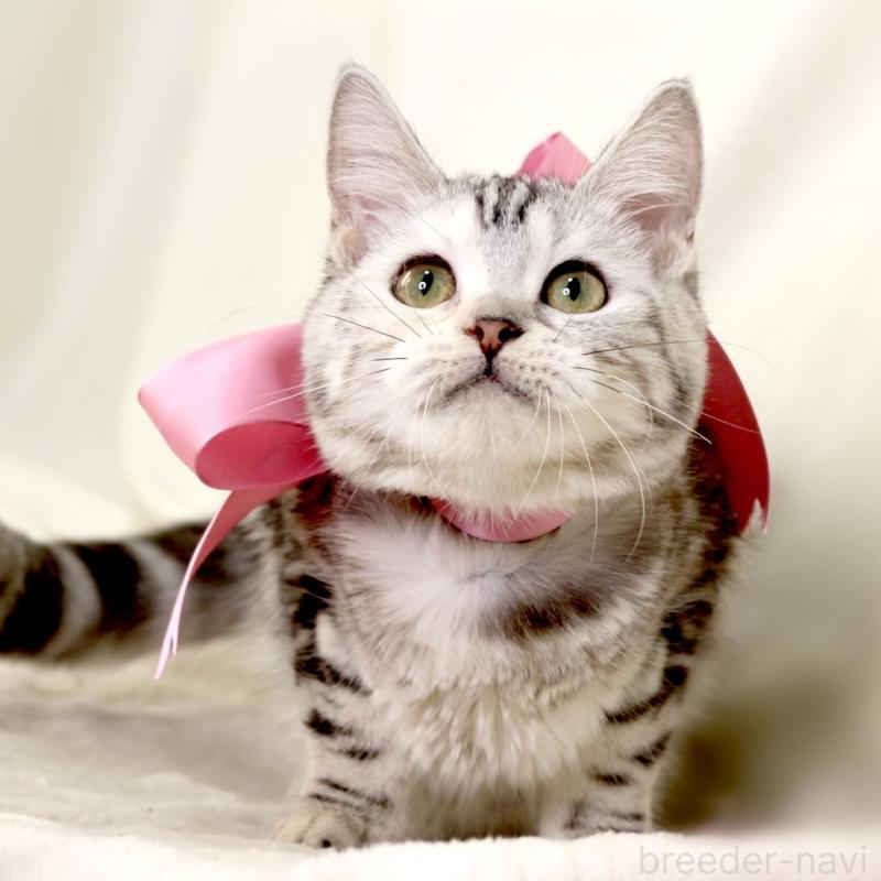 販売中の栃木県のマンチカン-134217の8枚目