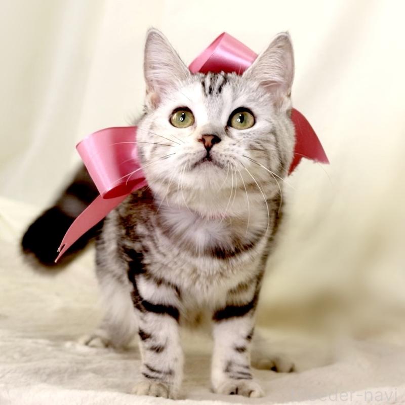 販売中の栃木県のマンチカン-134217の7枚目