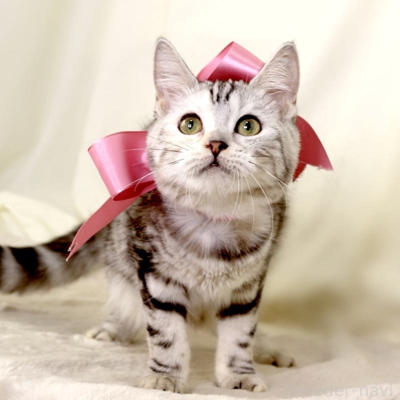 販売中の栃木県のマンチカン-134217の5枚目