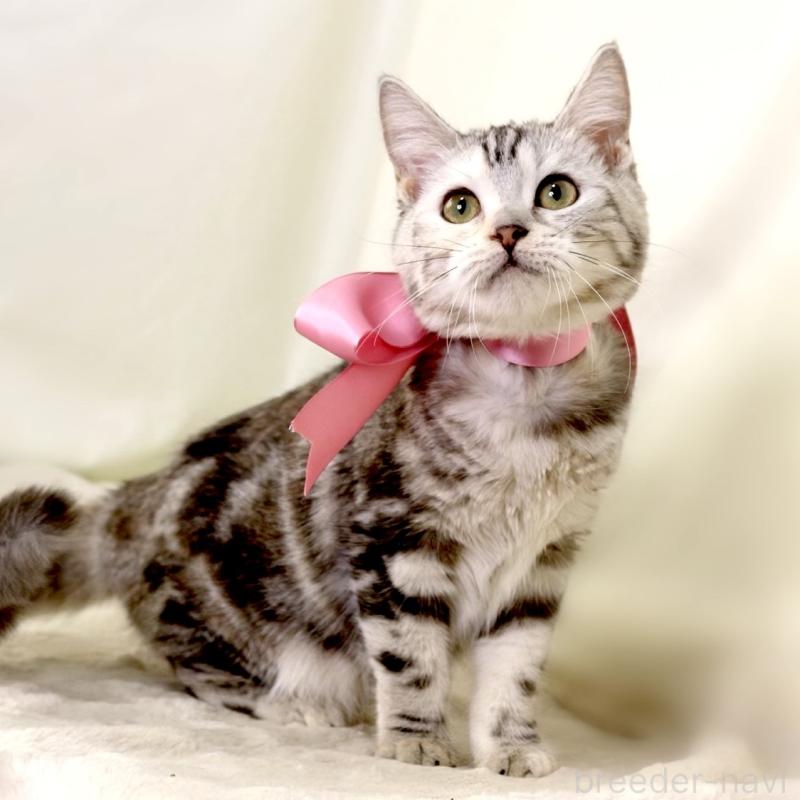 販売中の栃木県のマンチカン-134217の4枚目