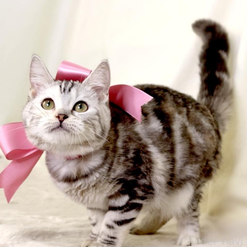 販売中の栃木県のマンチカン-134217の3枚目