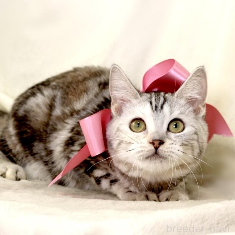 販売中の栃木県のマンチカン-134217の2枚目