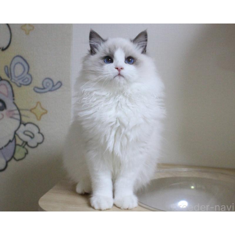 販売中の山梨県のラグドール-128444の7枚目