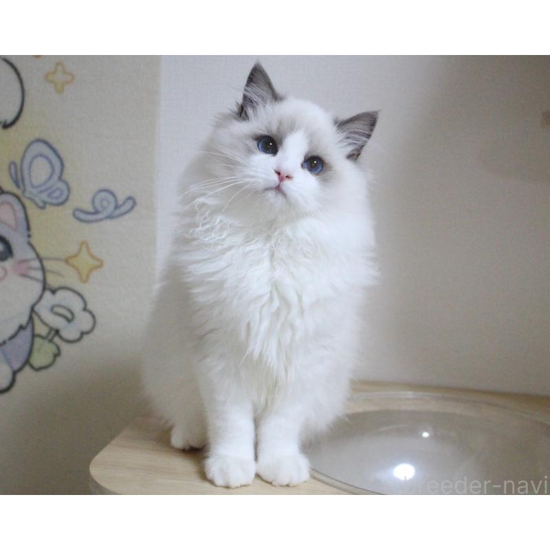 販売中の山梨県のラグドール-128444の6枚目