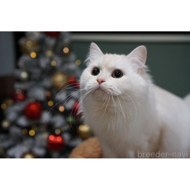 販売中の長野県のミヌエット-130290の6枚目