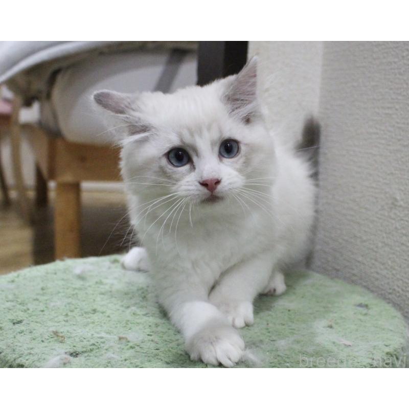 販売中の山梨県のラグドール-131658の6枚目