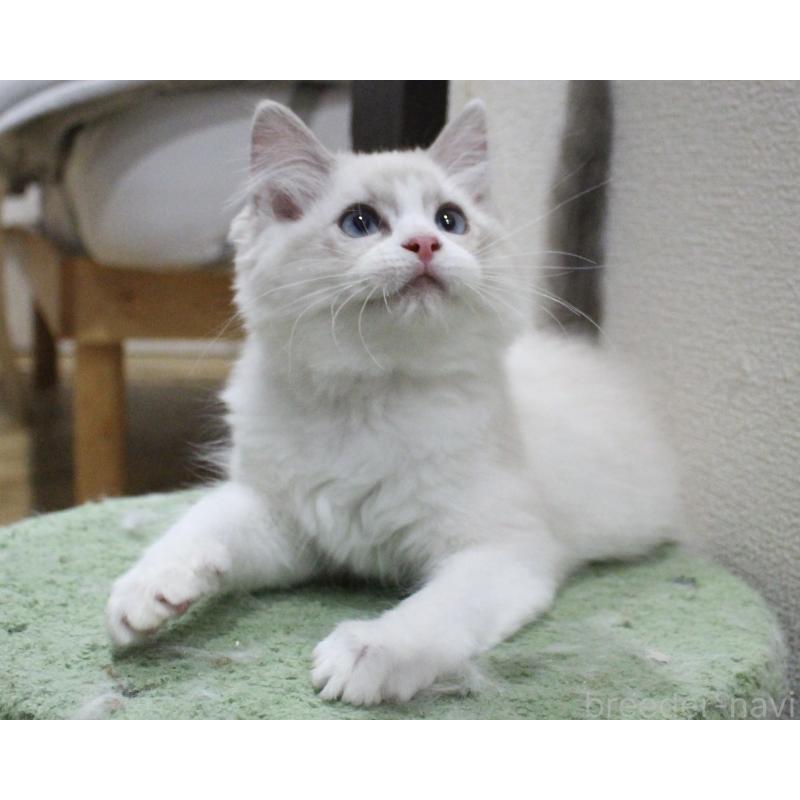 販売中の山梨県のラグドール-131658の5枚目