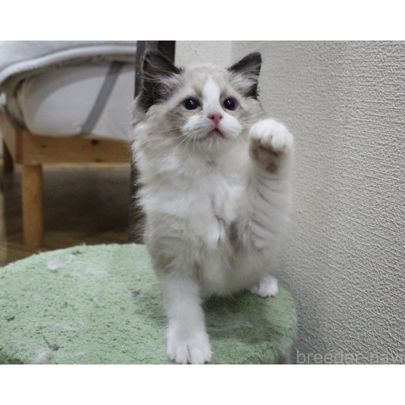 販売中の山梨県のラグドール-131707の6枚目