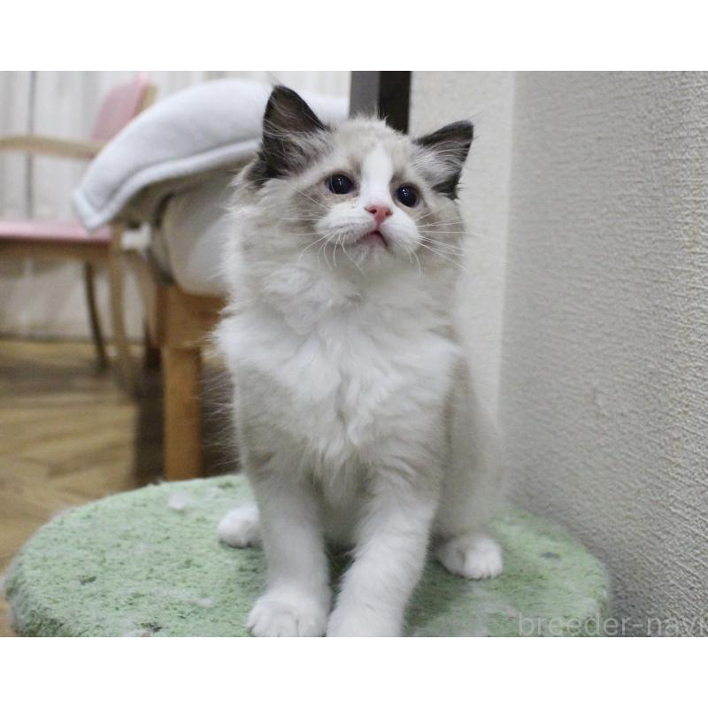 販売中の山梨県のラグドール-131707の5枚目