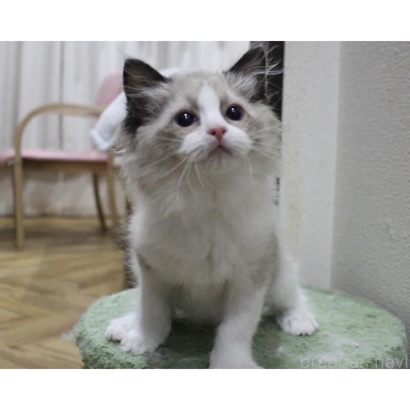 販売中の山梨県のラグドール-131707の4枚目