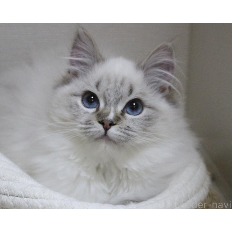 販売中の山梨県のラグドール-129973の14枚目