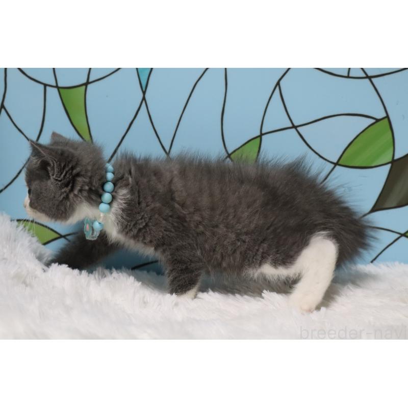 販売中の東京都のブリティッシュショートヘア-134184の4枚目