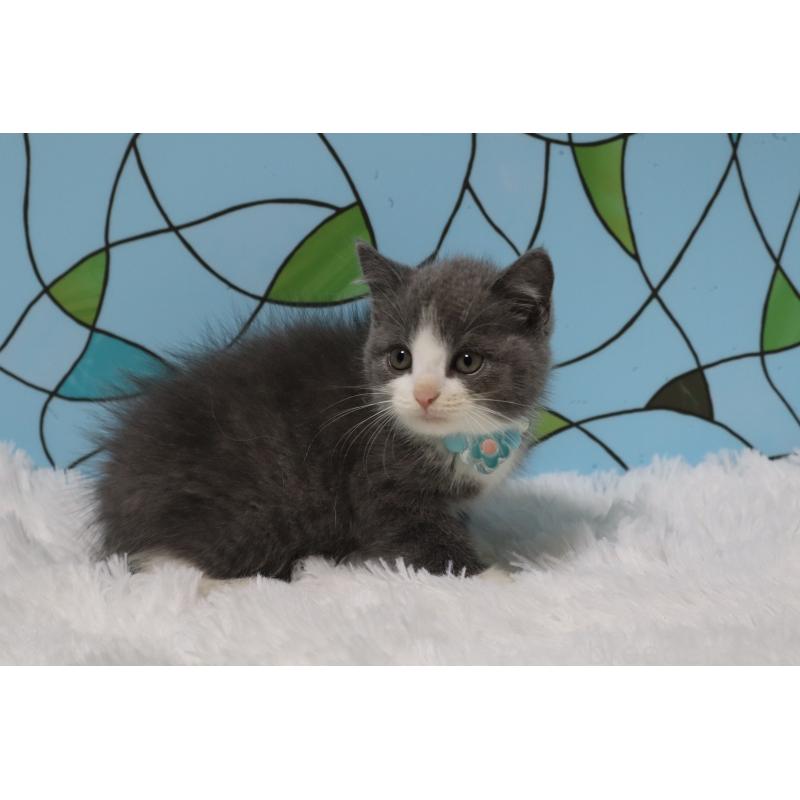 販売中の東京都のブリティッシュショートヘア-134184の3枚目