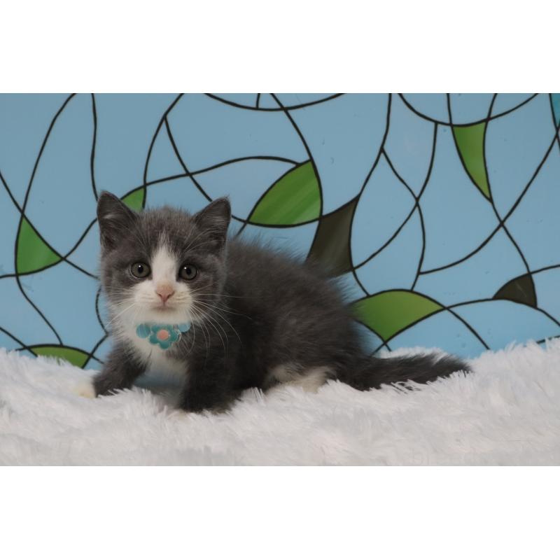 販売中の東京都のブリティッシュショートヘア-134184の2枚目