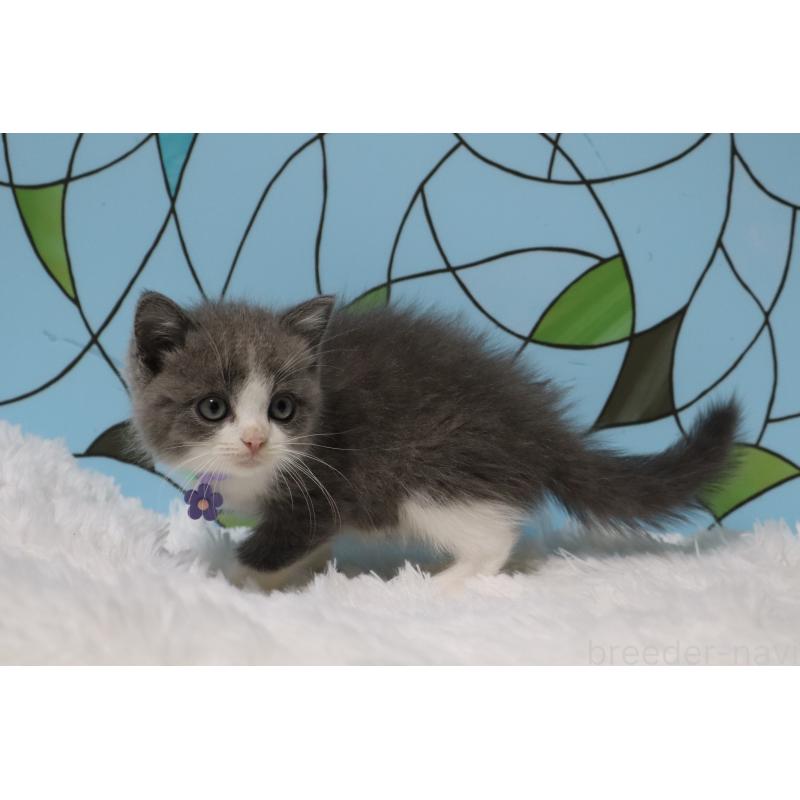 販売中の東京都のブリティッシュショートヘア-134185の5枚目