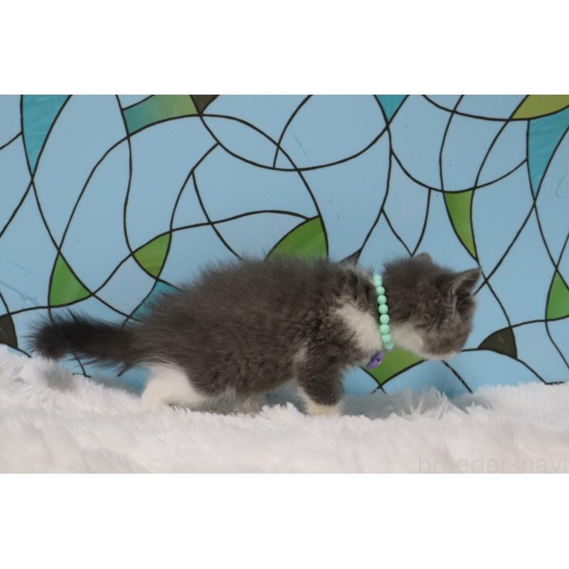 販売中の東京都のブリティッシュショートヘア-134185の4枚目