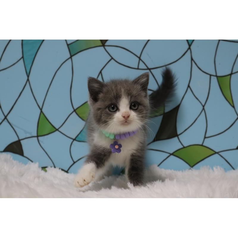 販売中の東京都のブリティッシュショートヘア-134185の3枚目