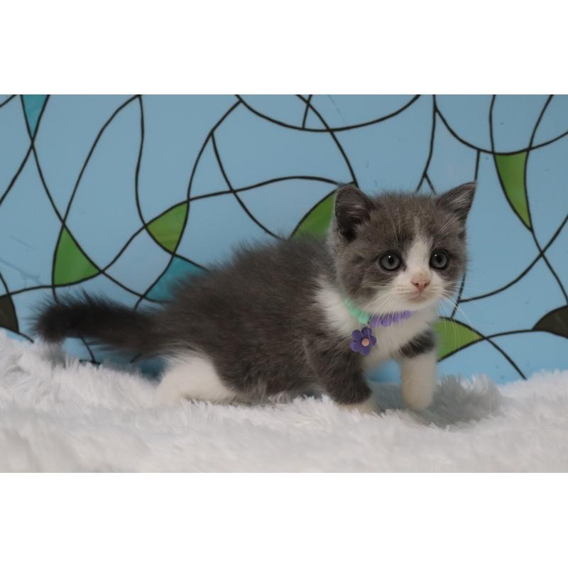 販売中の東京都のブリティッシュショートヘア-134185の2枚目