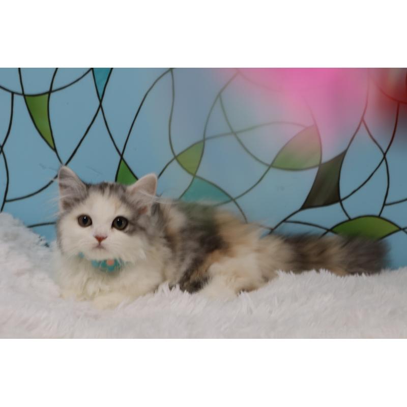 販売中の東京都のマンチカン(短足)-134186の5枚目