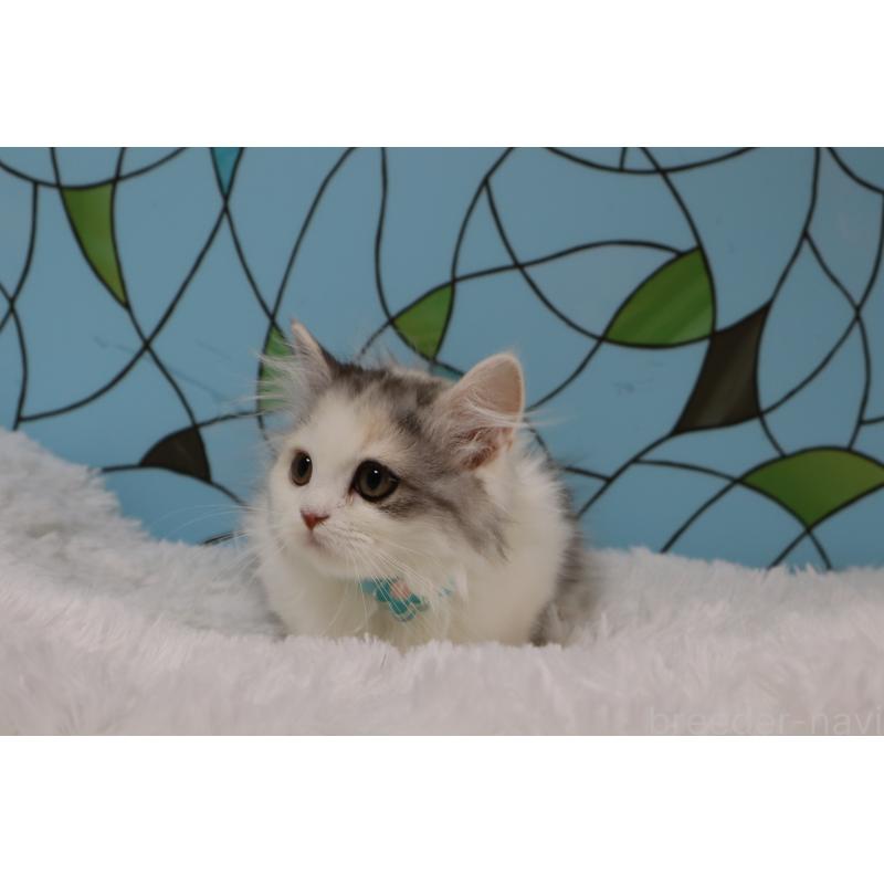 販売中の東京都のマンチカン(短足)-134186の4枚目