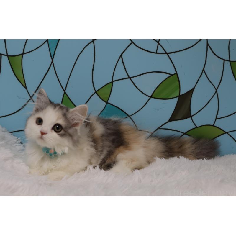 販売中の東京都のマンチカン(短足)-134186の3枚目