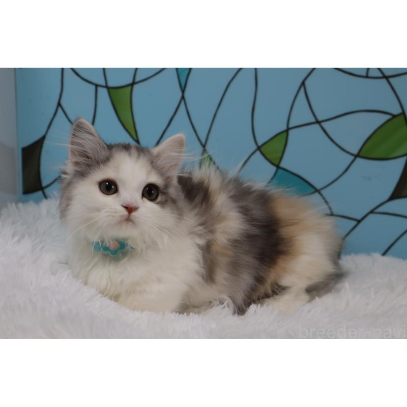 販売中の東京都のマンチカン(短足)-134186の2枚目