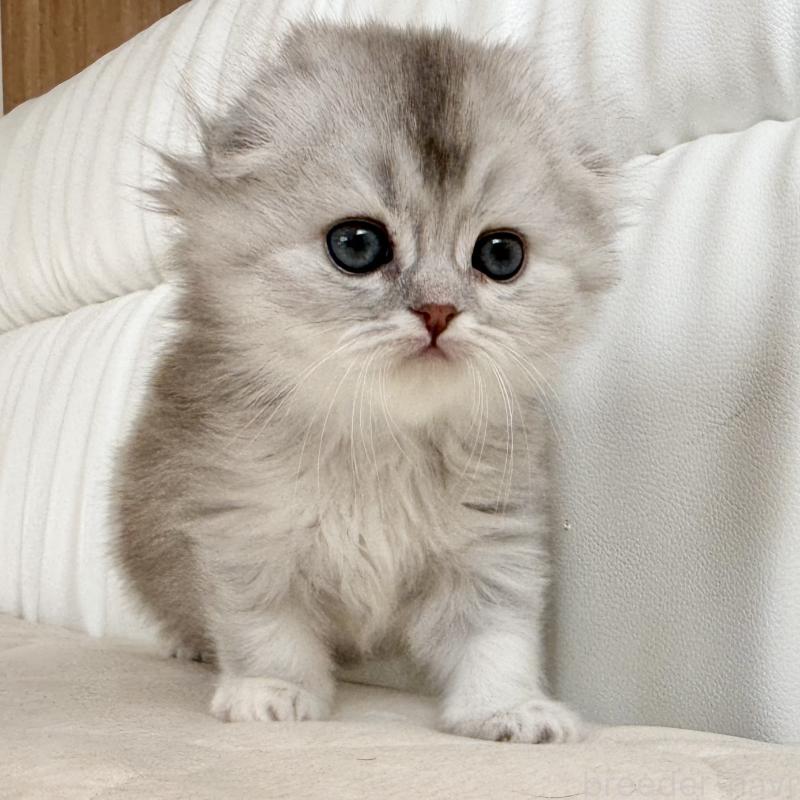 販売中の福岡県のスコティッシュフォールド(折れ耳)-134187