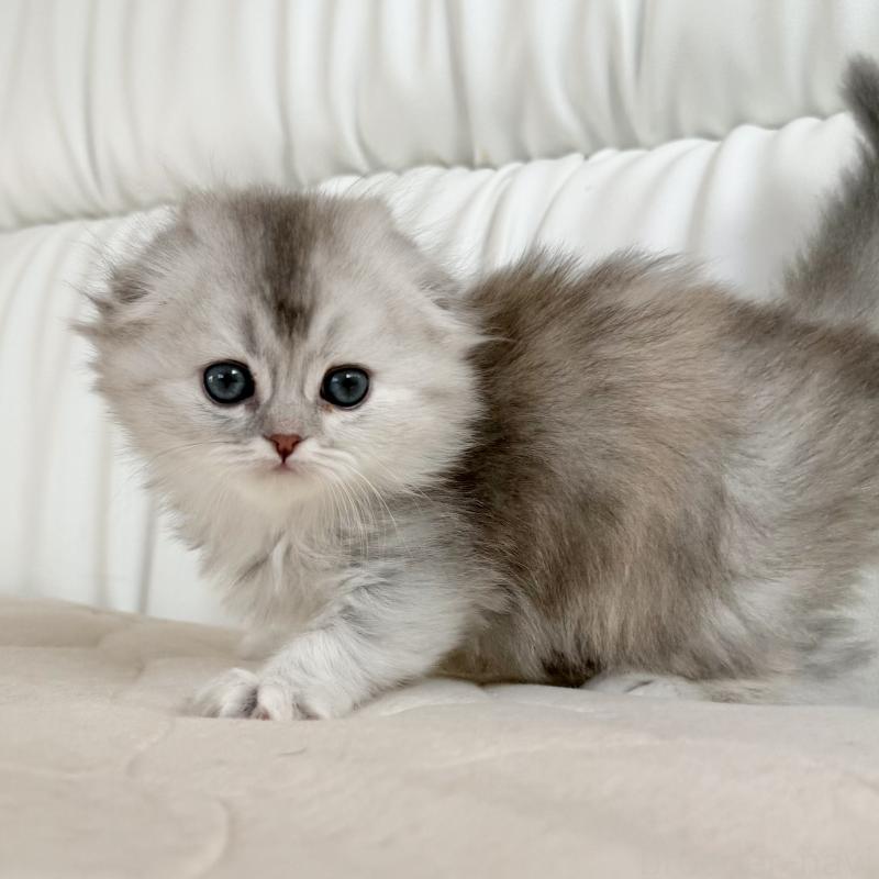 販売中の福岡県のスコティッシュフォールド(折れ耳)-134187の10枚目