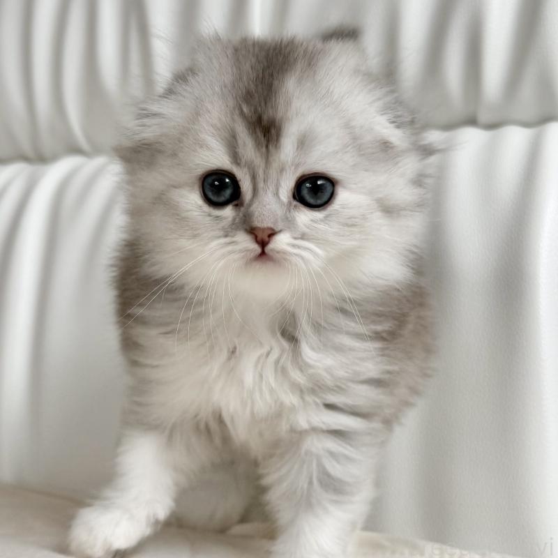 販売中の福岡県のスコティッシュフォールド(折れ耳)-134187の8枚目