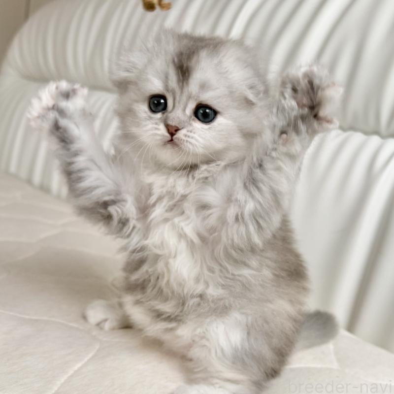 販売中の福岡県のスコティッシュフォールド(折れ耳)-134187の7枚目