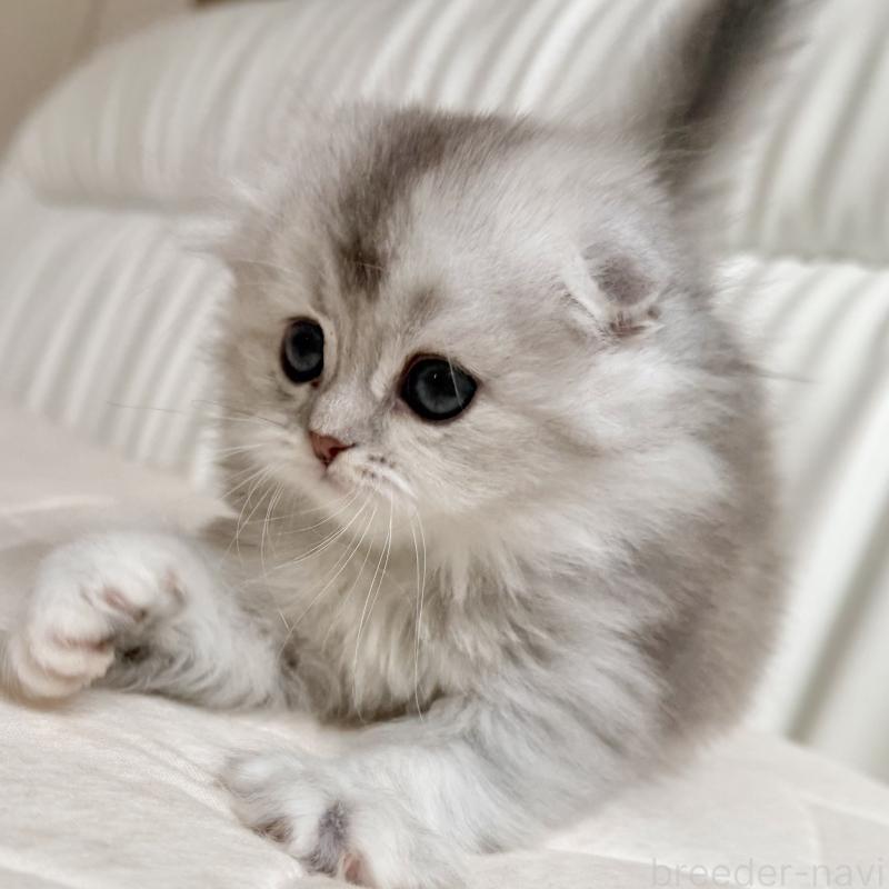 販売中の福岡県のスコティッシュフォールド(折れ耳)-134187の6枚目