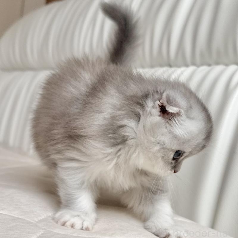 販売中の福岡県のスコティッシュフォールド(折れ耳)-134187の5枚目