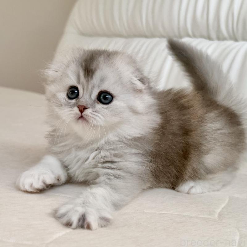販売中の福岡県のスコティッシュフォールド(折れ耳)-134187の4枚目