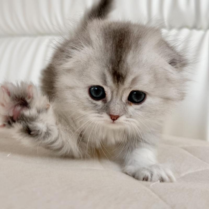 販売中の福岡県のスコティッシュフォールド(折れ耳)-134187の3枚目