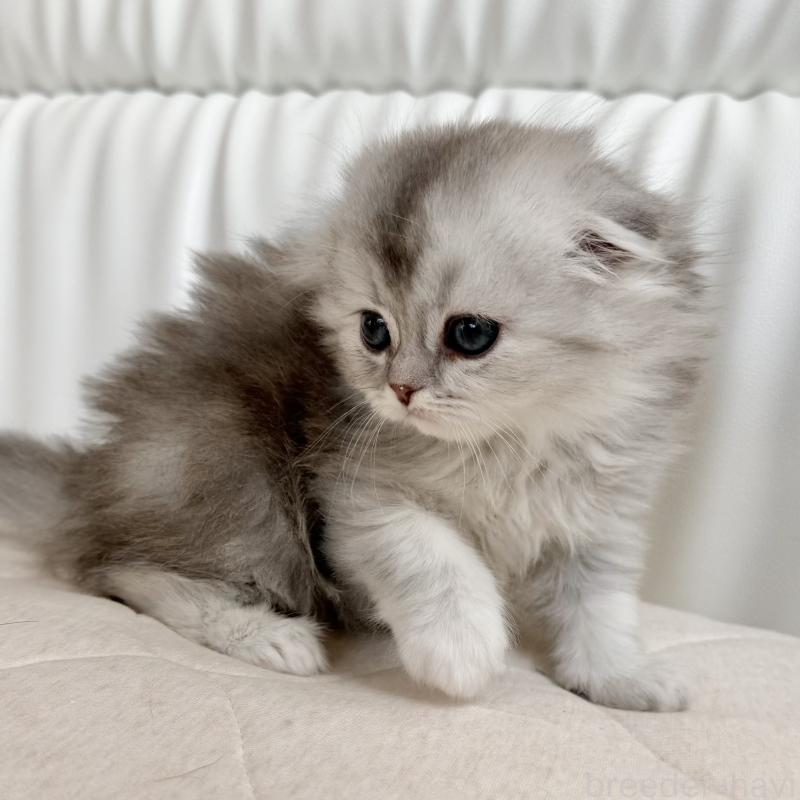 販売中の福岡県のスコティッシュフォールド(折れ耳)-134187の2枚目