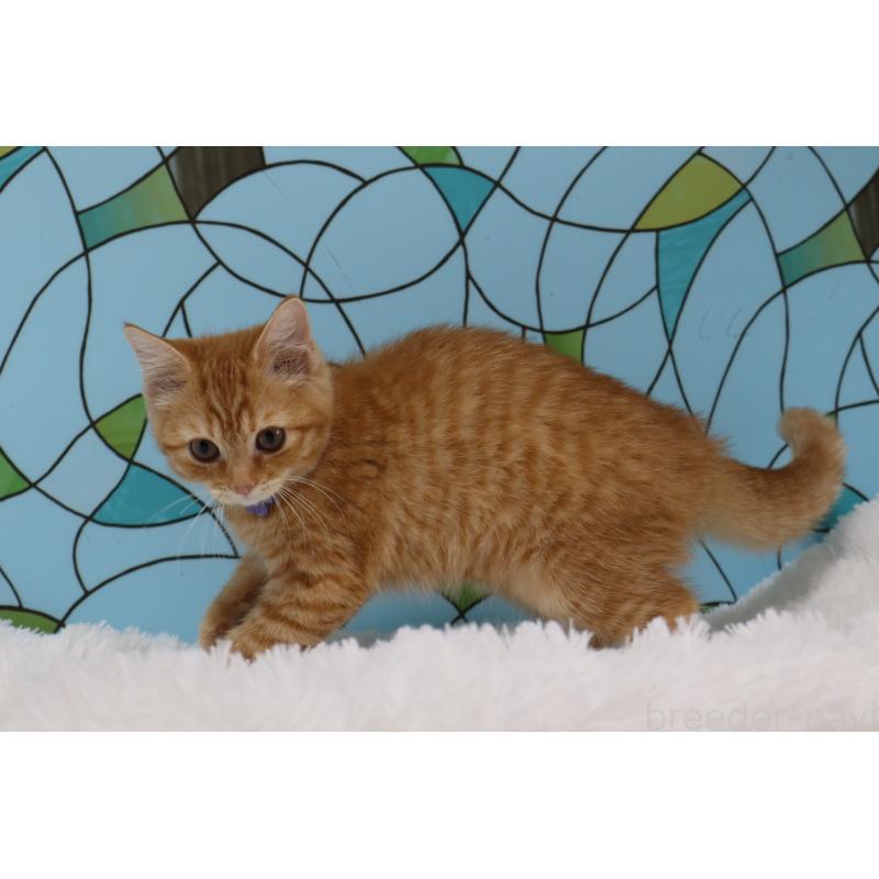 販売中の東京都のマンチカン-134188の5枚目