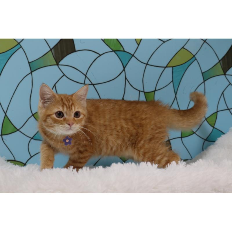 販売中の東京都のマンチカン-134188の4枚目