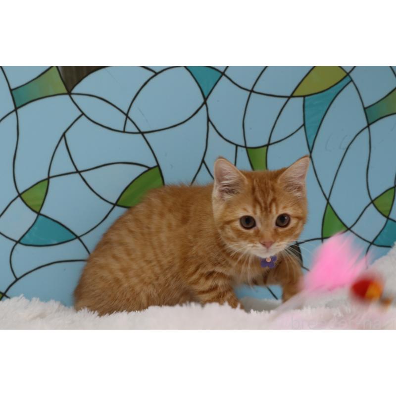 販売中の東京都のマンチカン-134188の3枚目