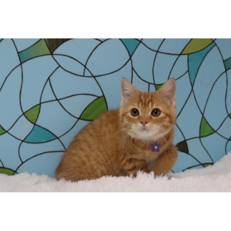 販売中の東京都のマンチカン-134188の2枚目