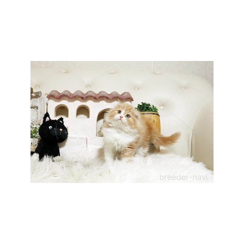 販売中の佐賀県のスコティッシュフォールド-134189の3枚目