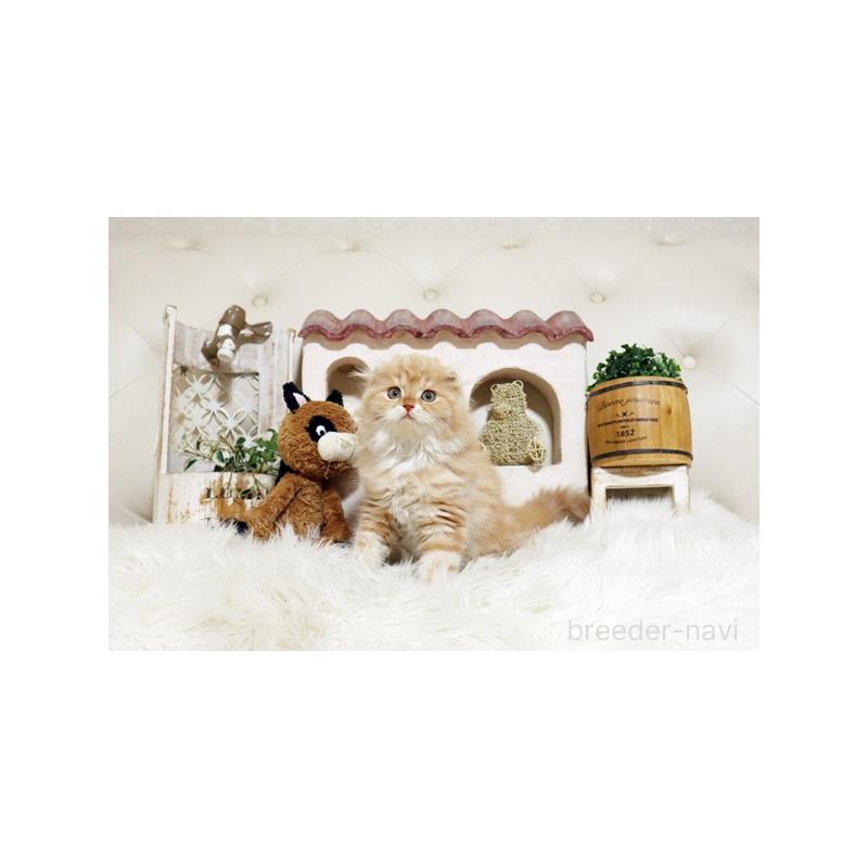 販売中の佐賀県のスコティッシュフォールド-134190の5枚目