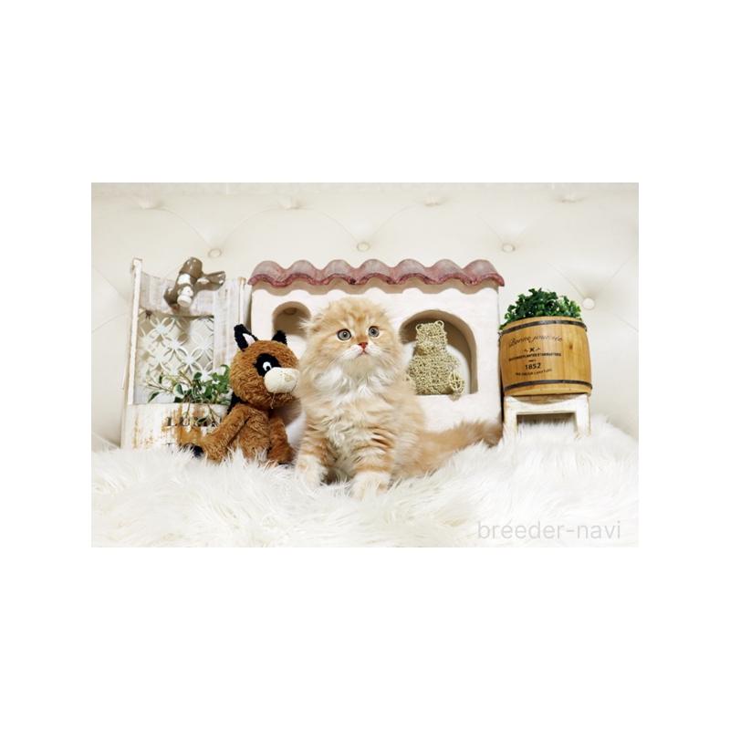 販売中の佐賀県のスコティッシュフォールド-134190の4枚目