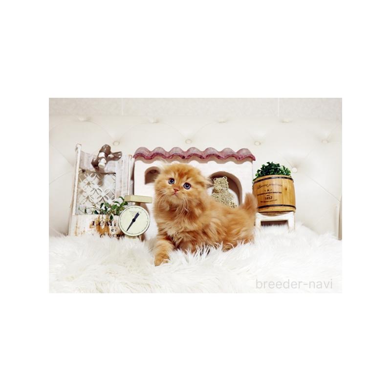 販売中の佐賀県のスコティッシュフォールド-134191の5枚目