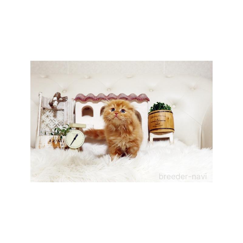 販売中の佐賀県のスコティッシュフォールド-134191の4枚目